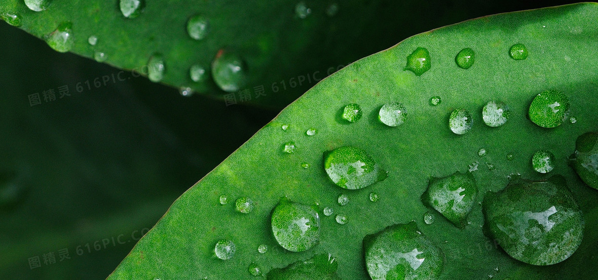 雨水文艺清新绿色海报背景