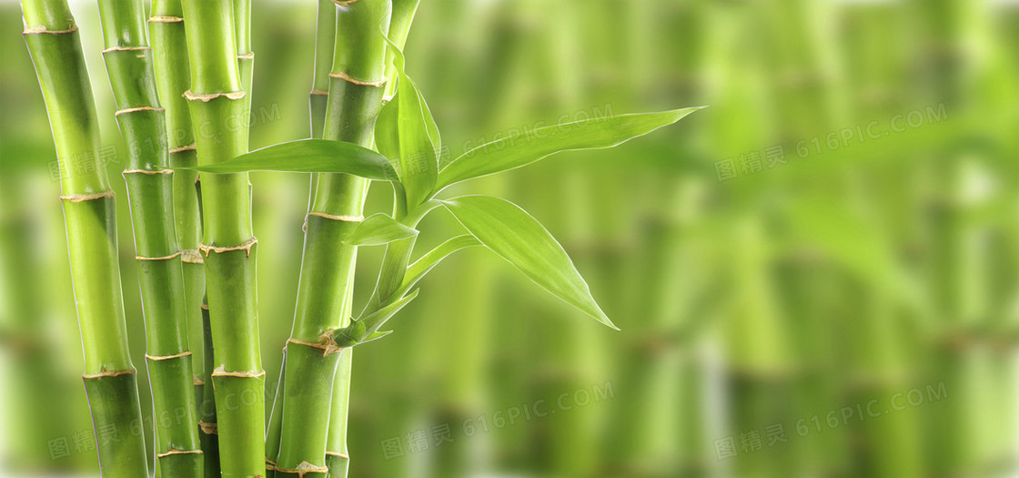 绿色竹竿