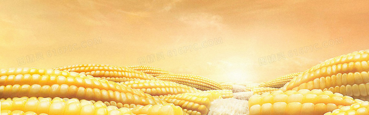 玉米背景图