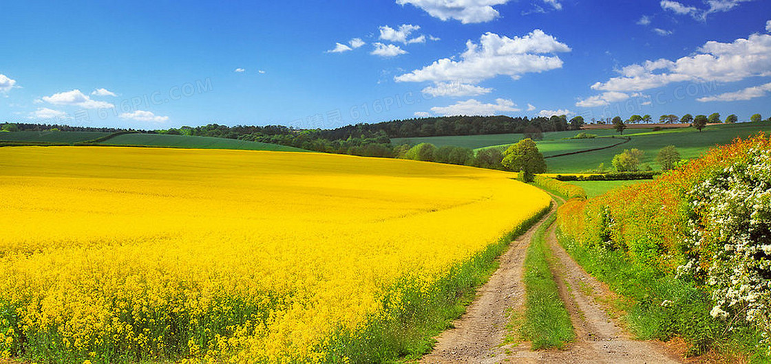 小清新油菜花海报背景