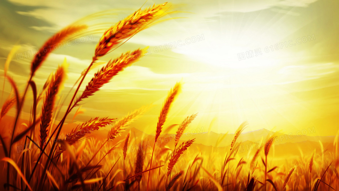 秋天稻谷小麦粮食背景