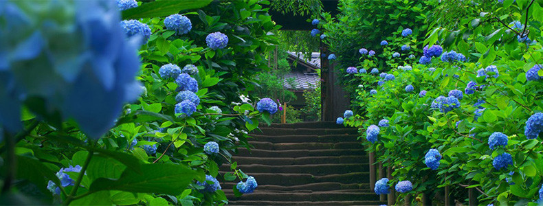 户外植物花卉背景