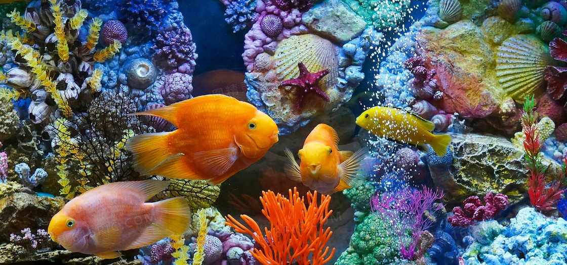 梦幻海底世界鱼背景