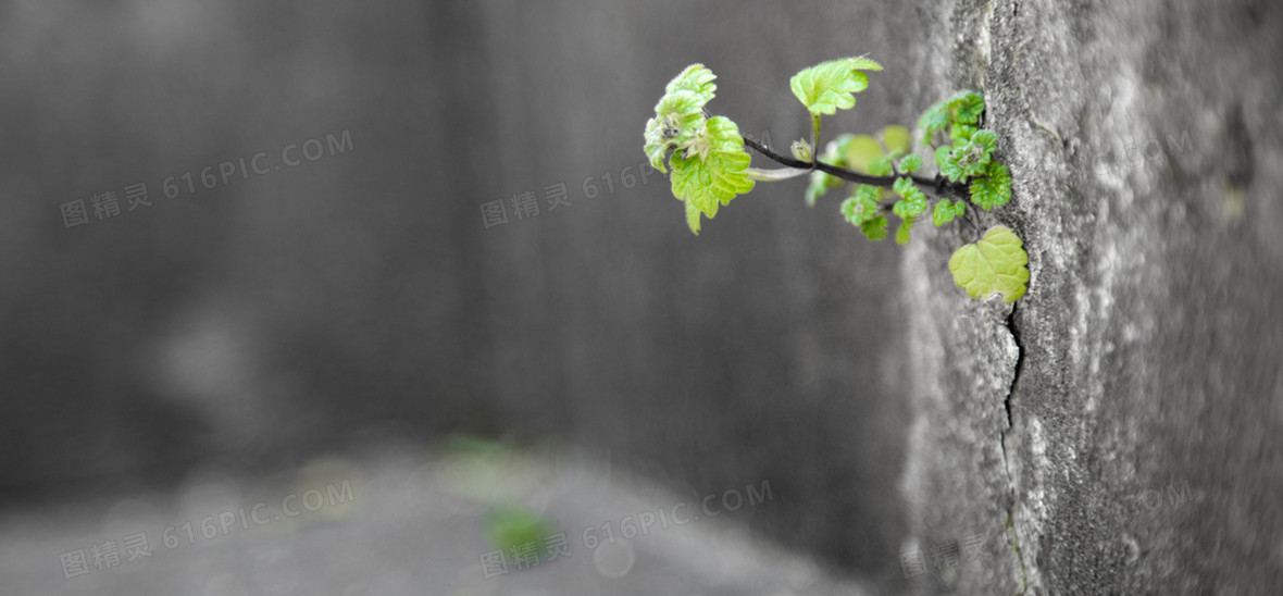 > 生命 草 分享者:甸      关键词:        绿色顽强生命小草孤傲唯美