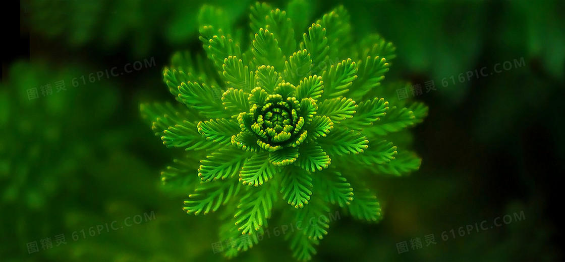 植物背景