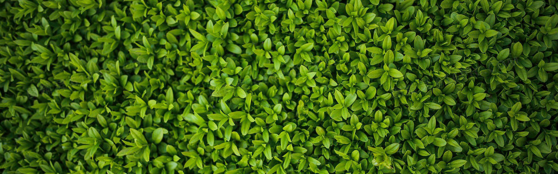 绿色新鲜茶叶背景
