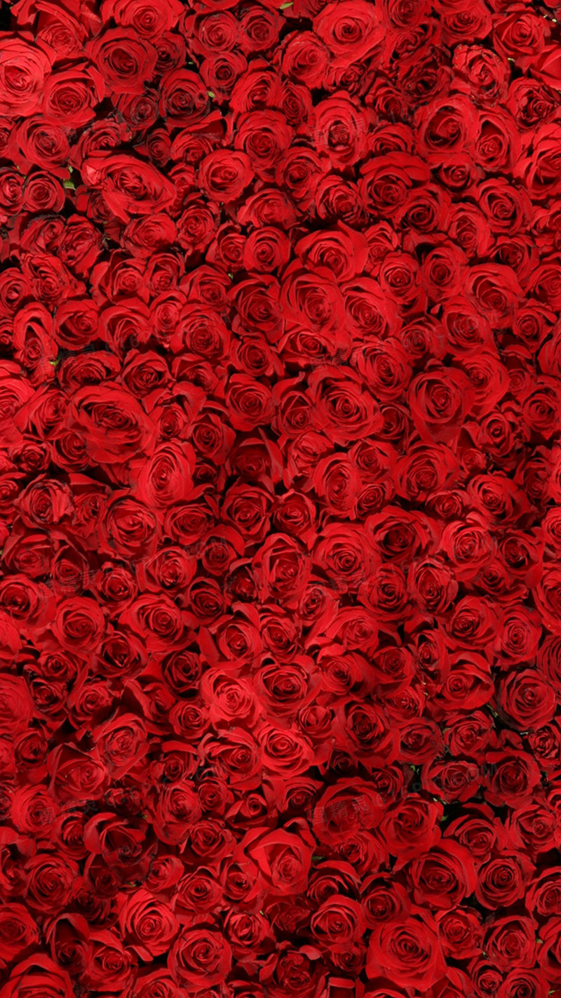 情人节玫瑰H5背景素材