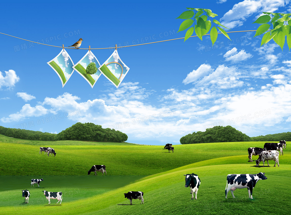 草原牛背景图片下载 免费高清草原牛背景设计素材 图精灵