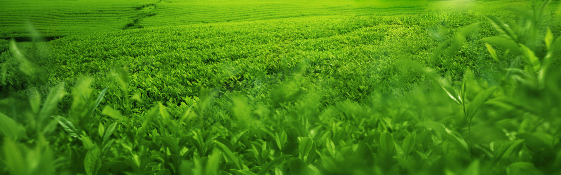 绿色茶山背景