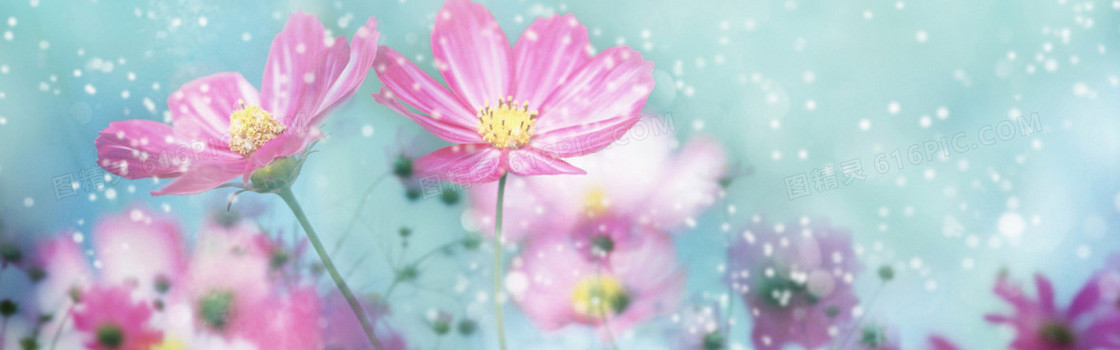 花卉 梦幻 浪漫 爱情 清新