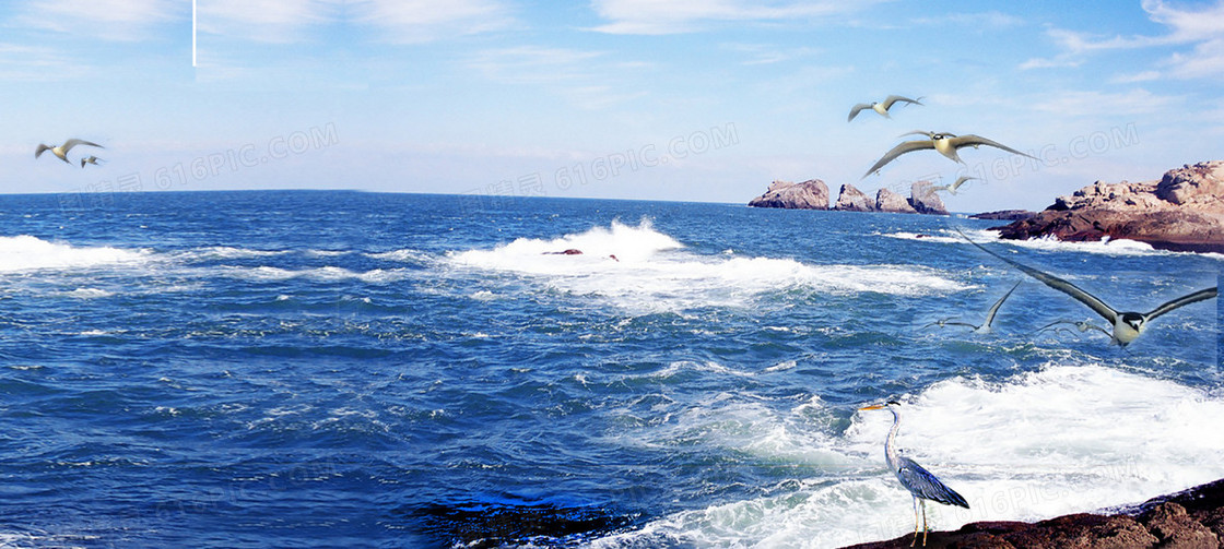 海鸥大海