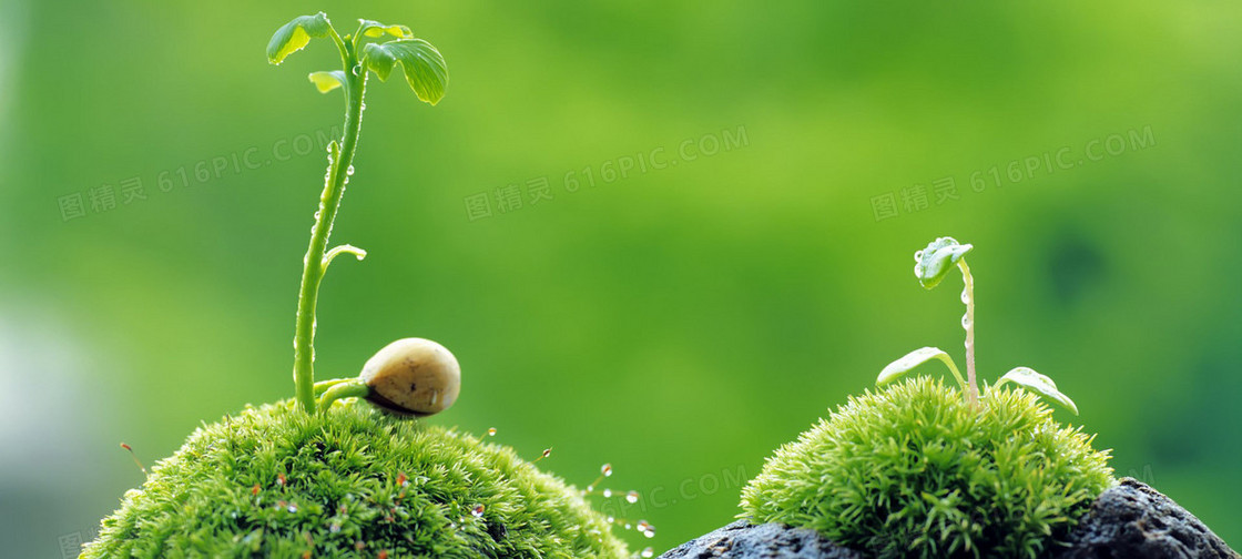 小清新小草海报背景