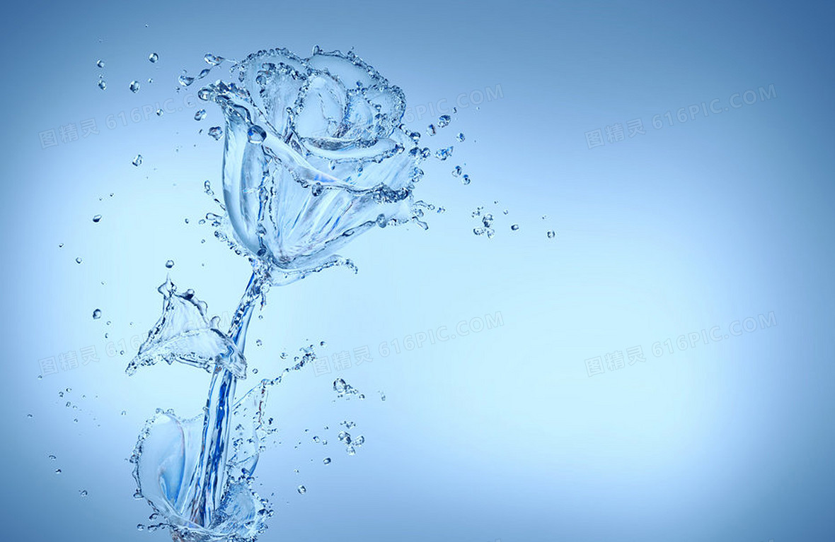 漂亮的蓝色背景水玫瑰