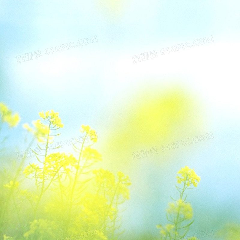 唯美淡雅油菜花背景