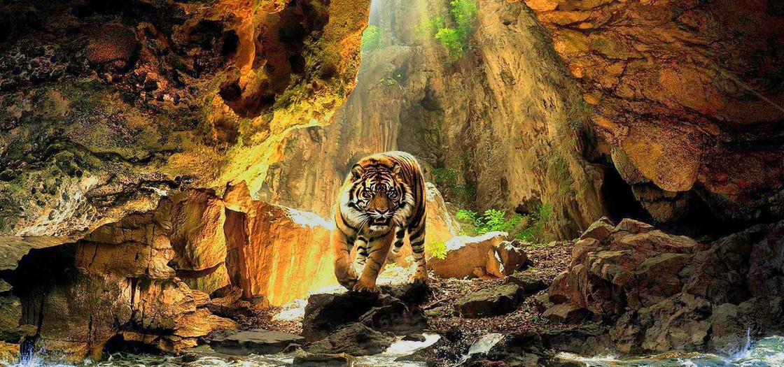 动物背景