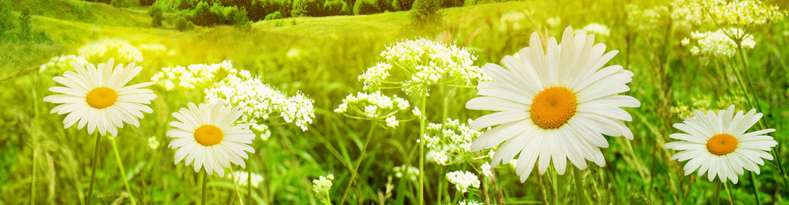 浪漫 光圈  童话 科技 梦幻 鲜花 菊花 草地