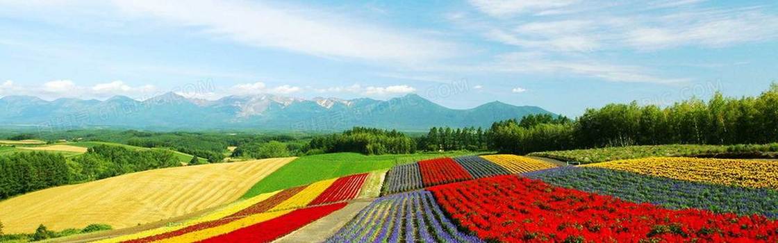 漫山遍野花