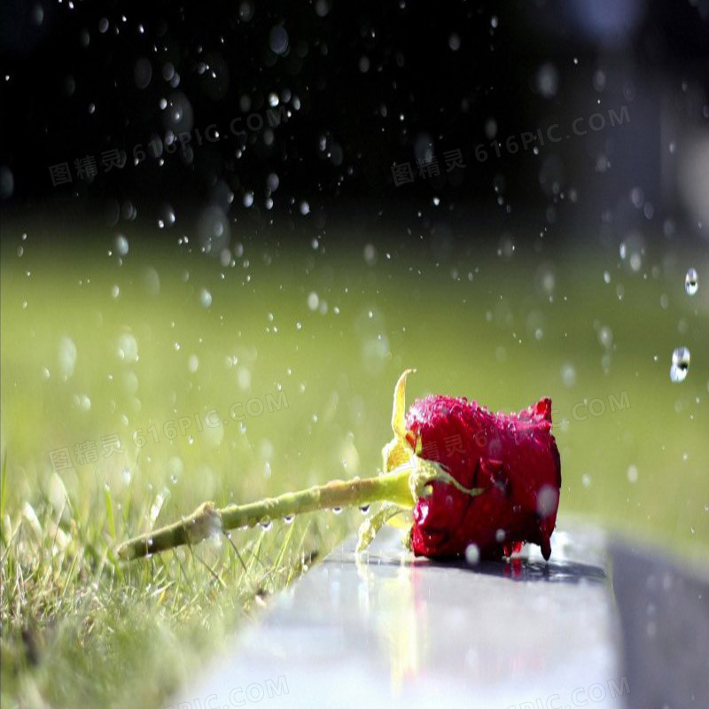 雨中玫瑰背景
