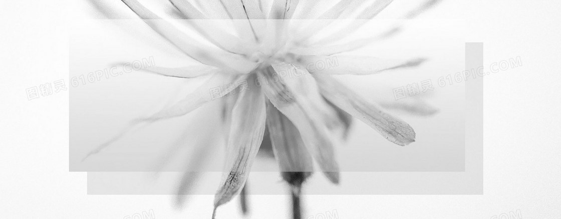 黑白简约花朵图案淘宝背景