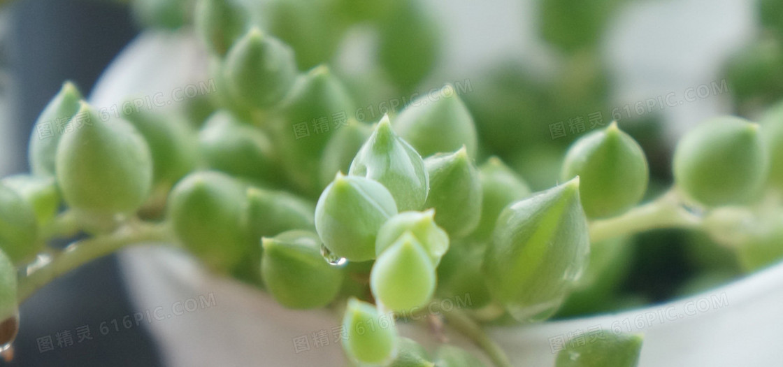 植物盆栽