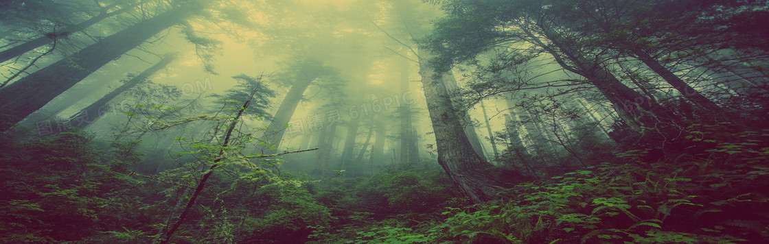 雾气原始森林阴森背景