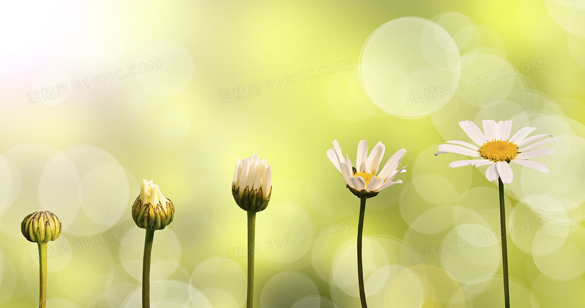 鲜花开放过程与梦幻光斑背景图片下载_5000x2636像素