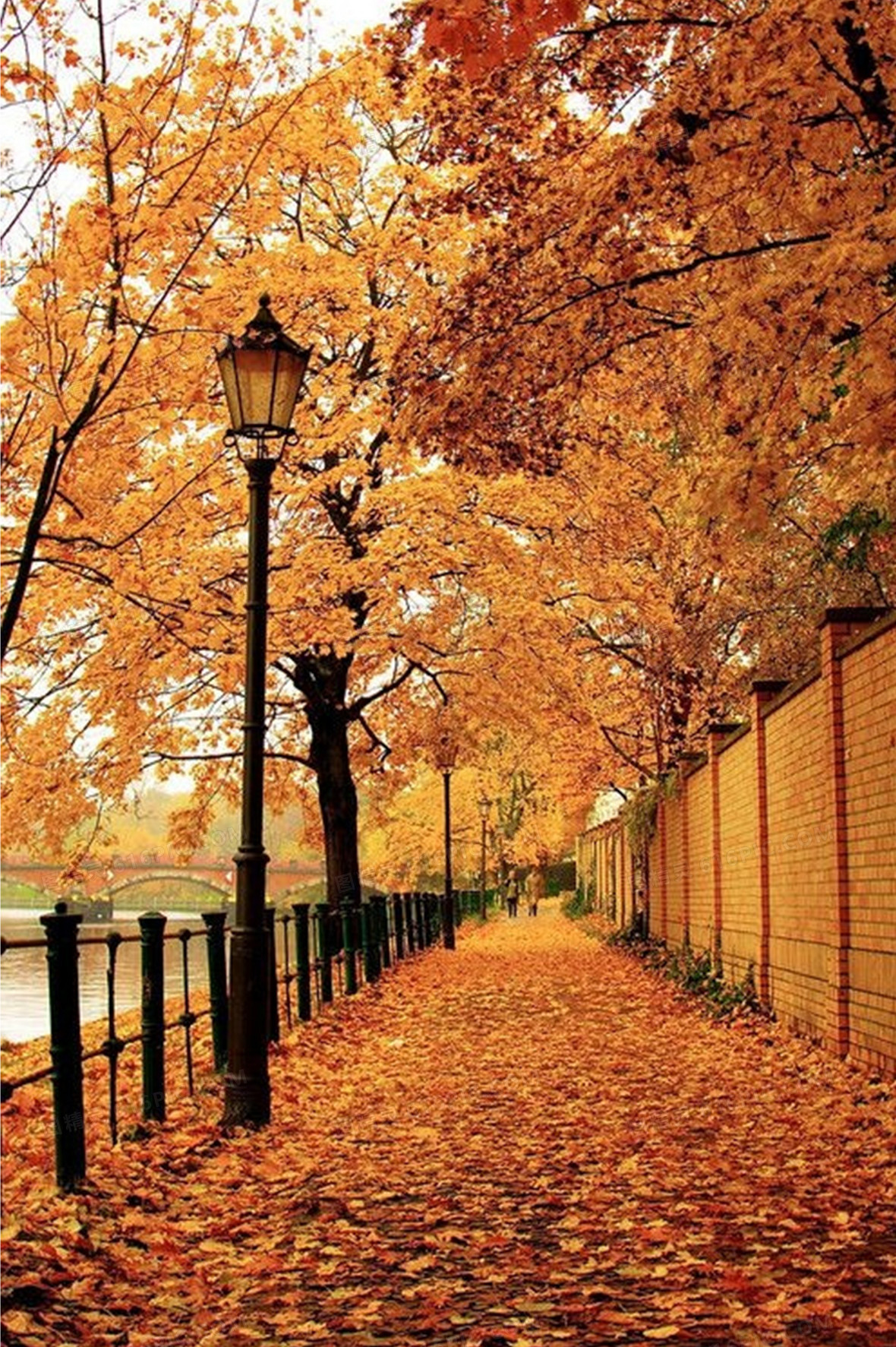 关键词:              秋天 街道 黄色 落叶 背景图 JPG 风景