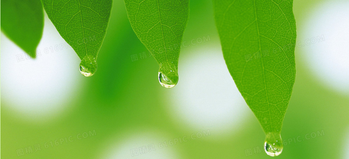 风景绿色水珠背景