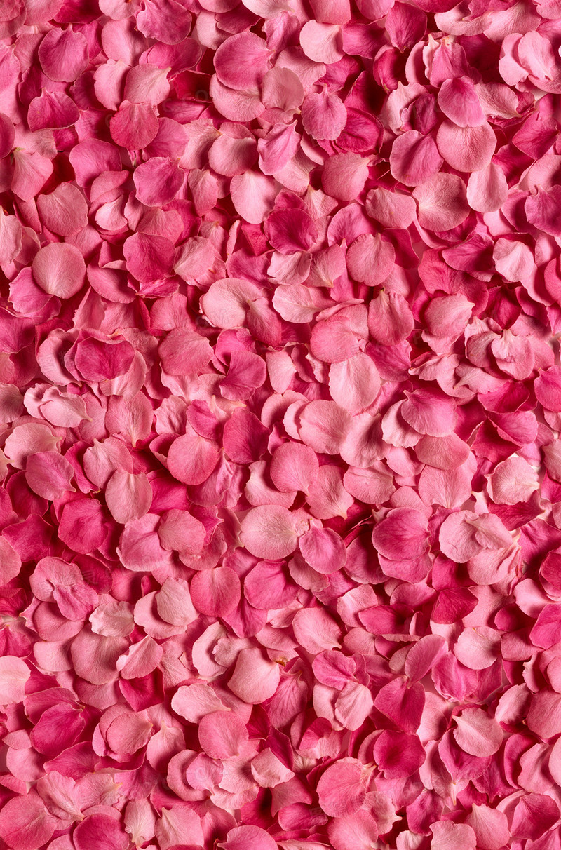 粉红色玫瑰花瓣背景