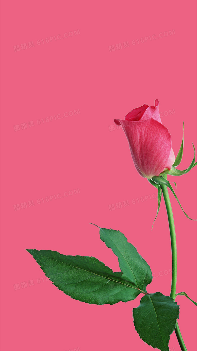 女生节粉色玫瑰H5背景素材