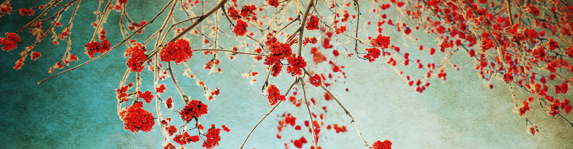 唯美背景banner