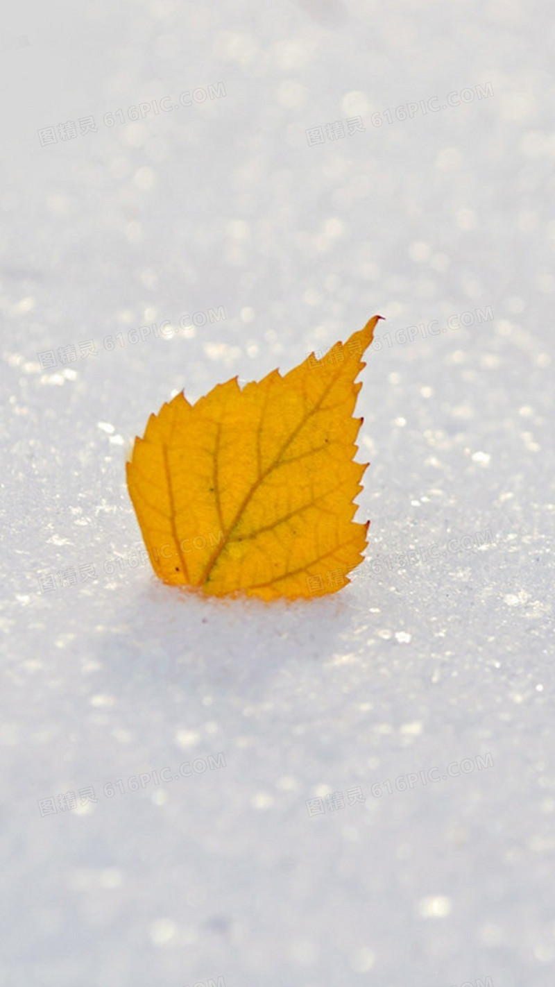 雪地里的黄树叶H5背景