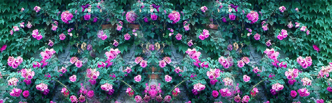 蔷薇花墙背景