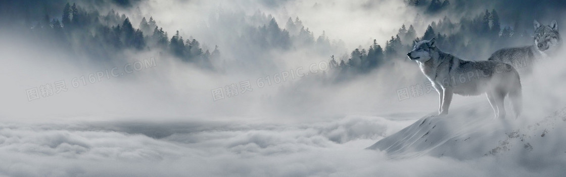 摄影雪狼背景