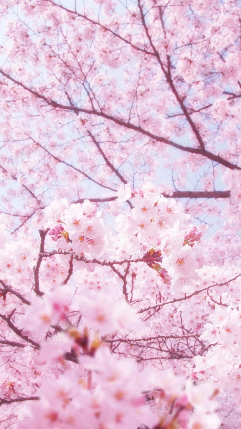 粉色樱花风景H5背景