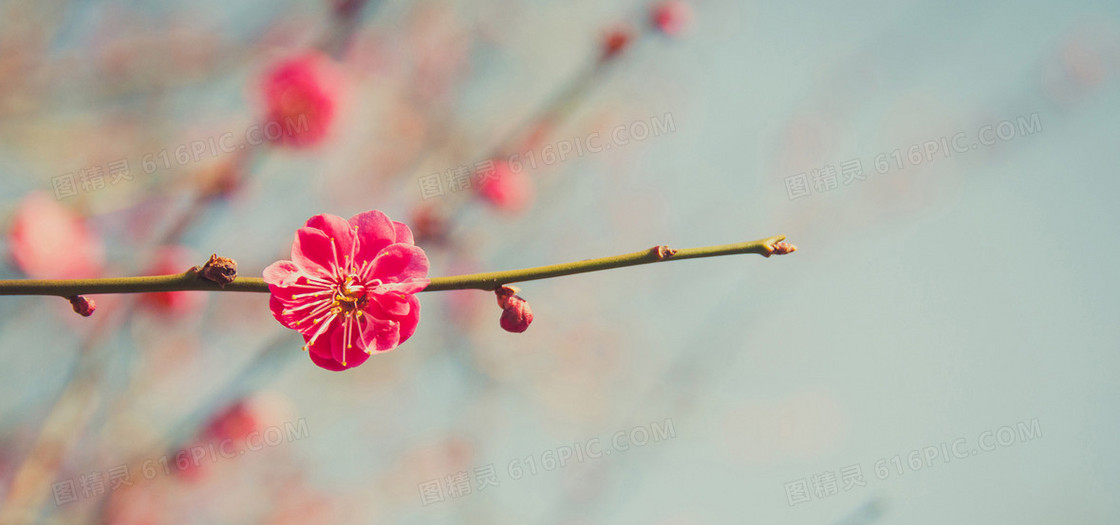 复古文艺清新梅花
