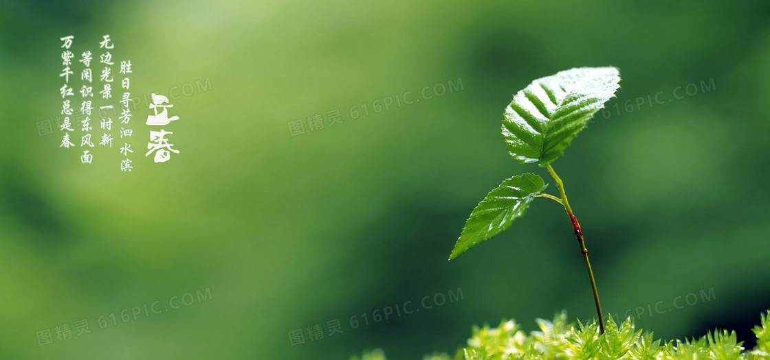 文艺风嫩芽诗歌背景