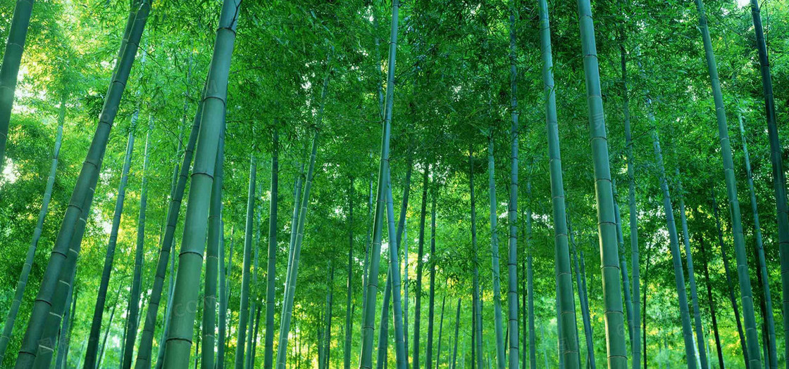 绿色竹林背景