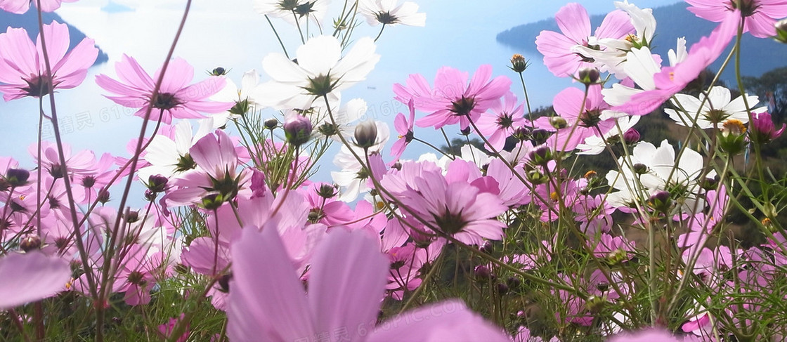 清新唯美格桑花背景图