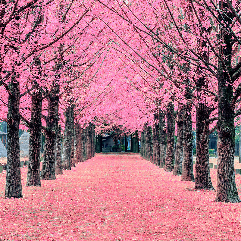 粉色浪漫树林小道背景