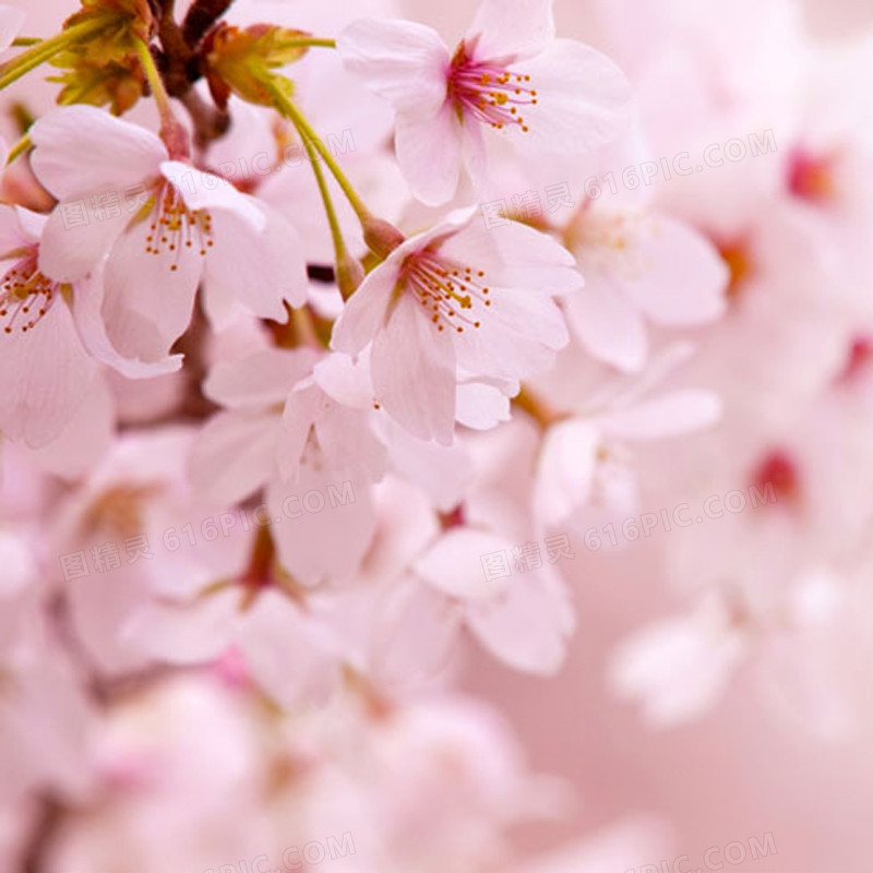 粉红桃花唯美背景图