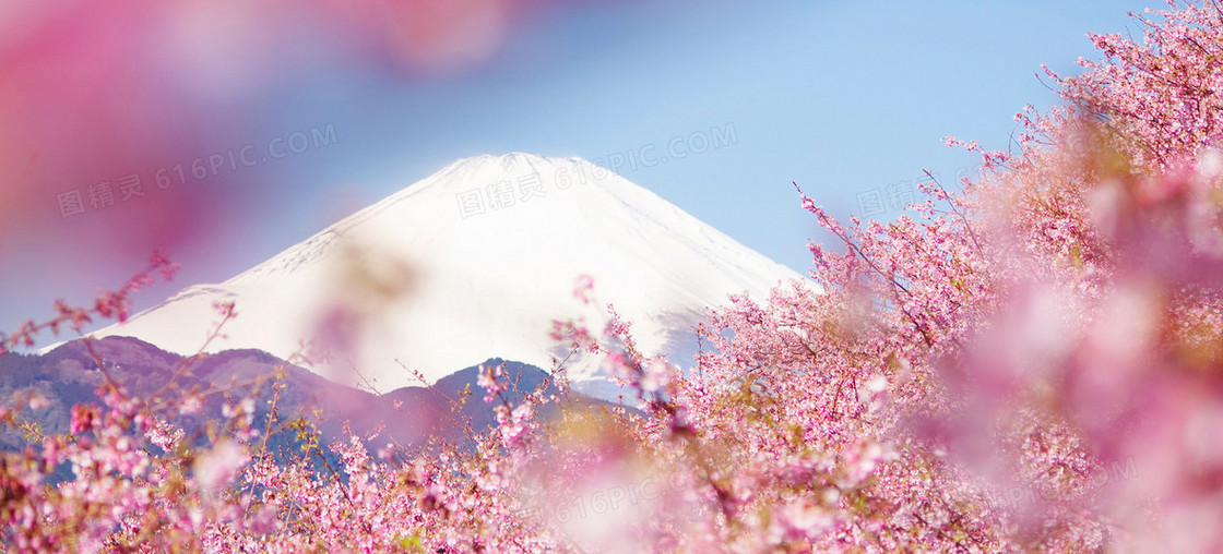 浪漫花海背景情人节甜蜜约会背景图