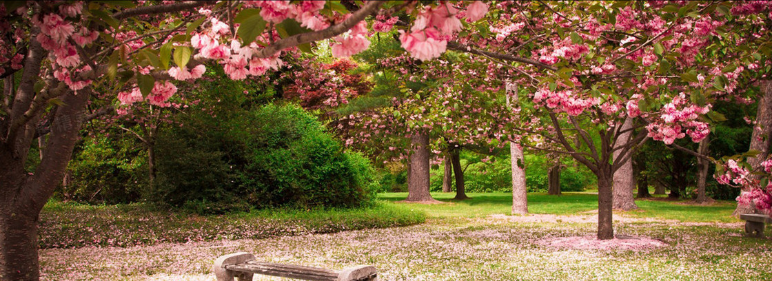 桃树林背景banner　