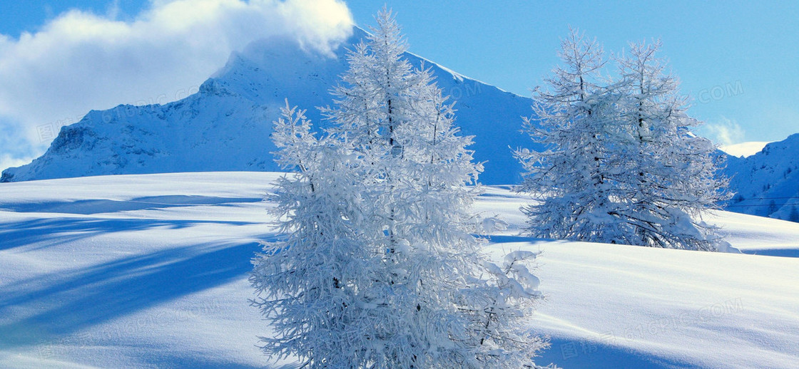 雪地雪树海报素材