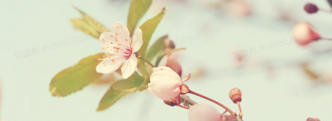 一朵小花