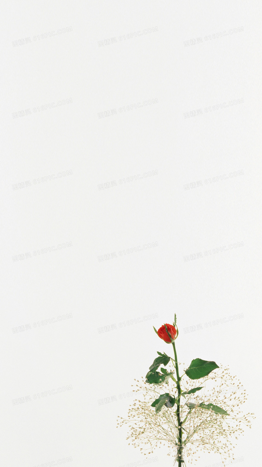 简单浪漫一支玫瑰H5背景素材
