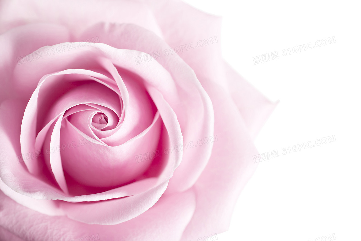 粉色玫瑰展板