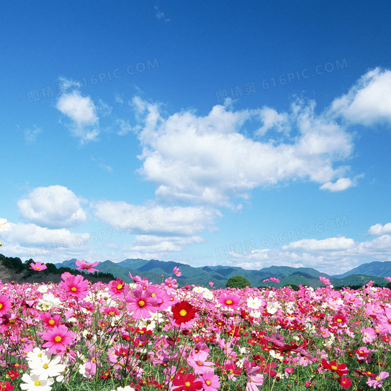 漫花遍野