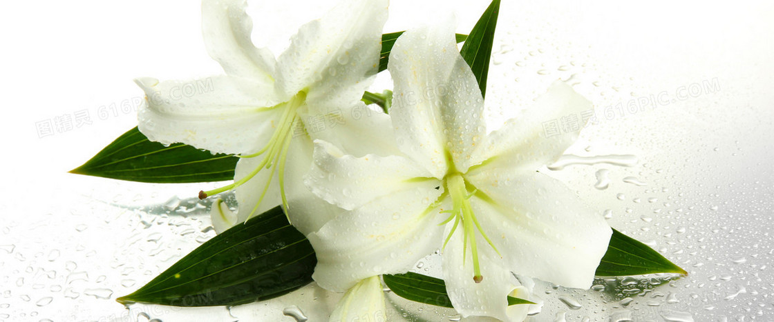 百合花
