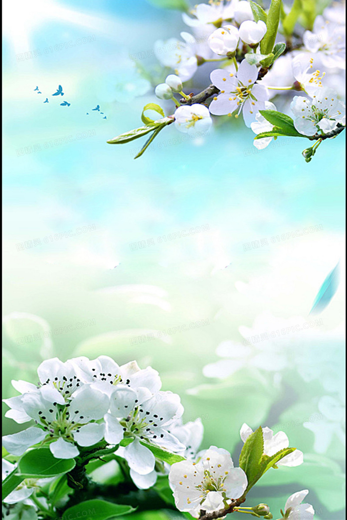 唯美白花背景背景图片下载_800x800像素jpg格式_图精灵